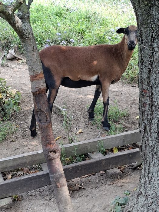 Kameruńskie tryki barbados
