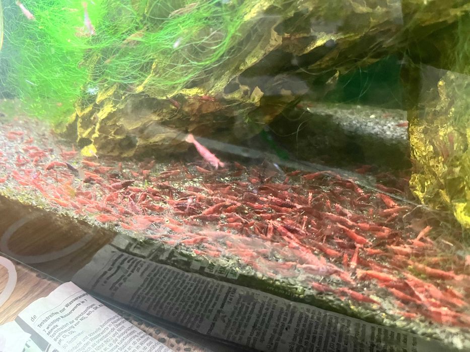 krewetki red cherry (faktura VAT)