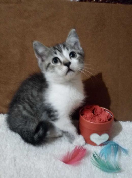 Вислоухие и прямоухие!Золотые и Голубые шиншиллы!