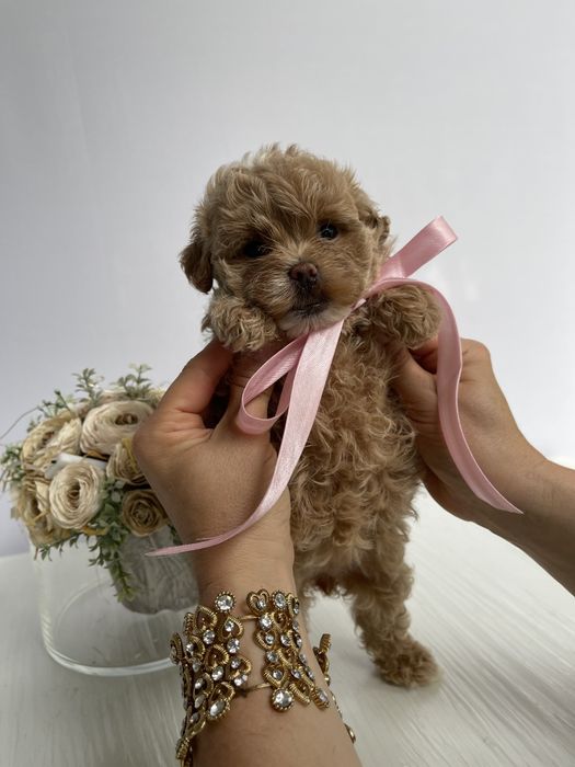 VIP Мальтипу F1  любов без кордонів