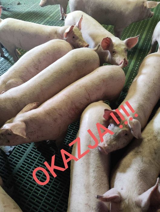 Sprzedam . warchlaki / prosiaki typowo mięsne.