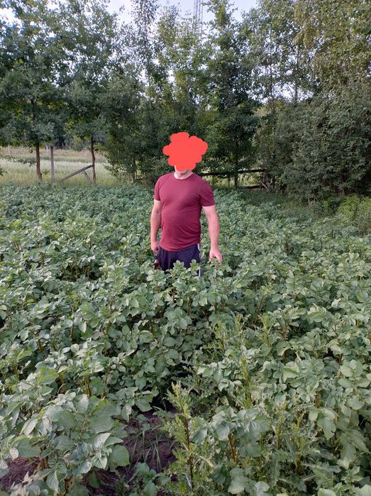 Obornik koński z głębokich stajni z transportem