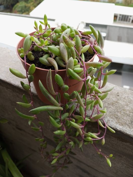 Suculentas disponíveis para entrega  1,50€ e2,50€