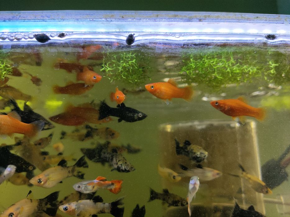 Mieczyk różne odmiany