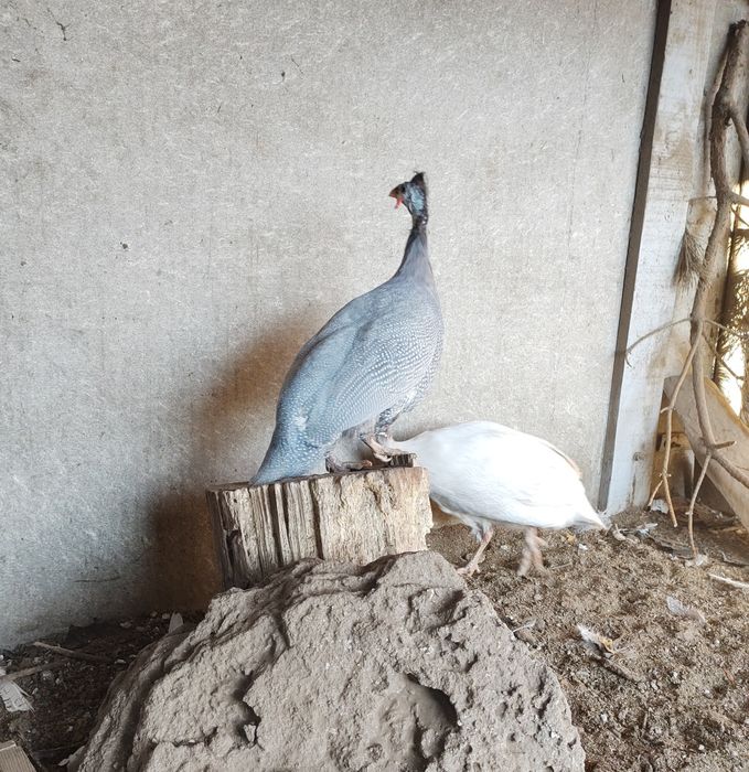 Самець. Цесарки.