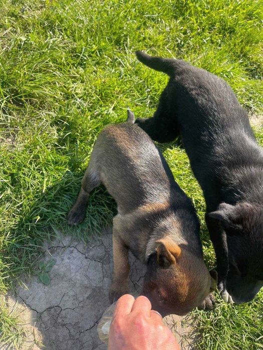 Дві грайливі собачки шукають дім