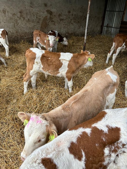 Cielaczki mięsne i mieszańce