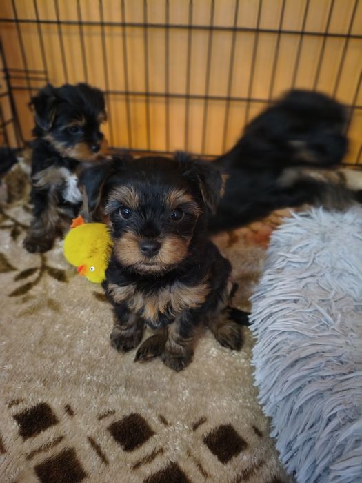 York Yorkshire terrier yorczek