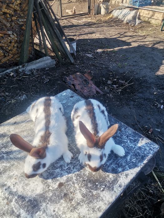 Кролі кролики строкач