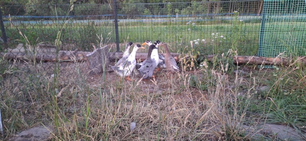 Kaczki Pekin Maximus Niebieskie