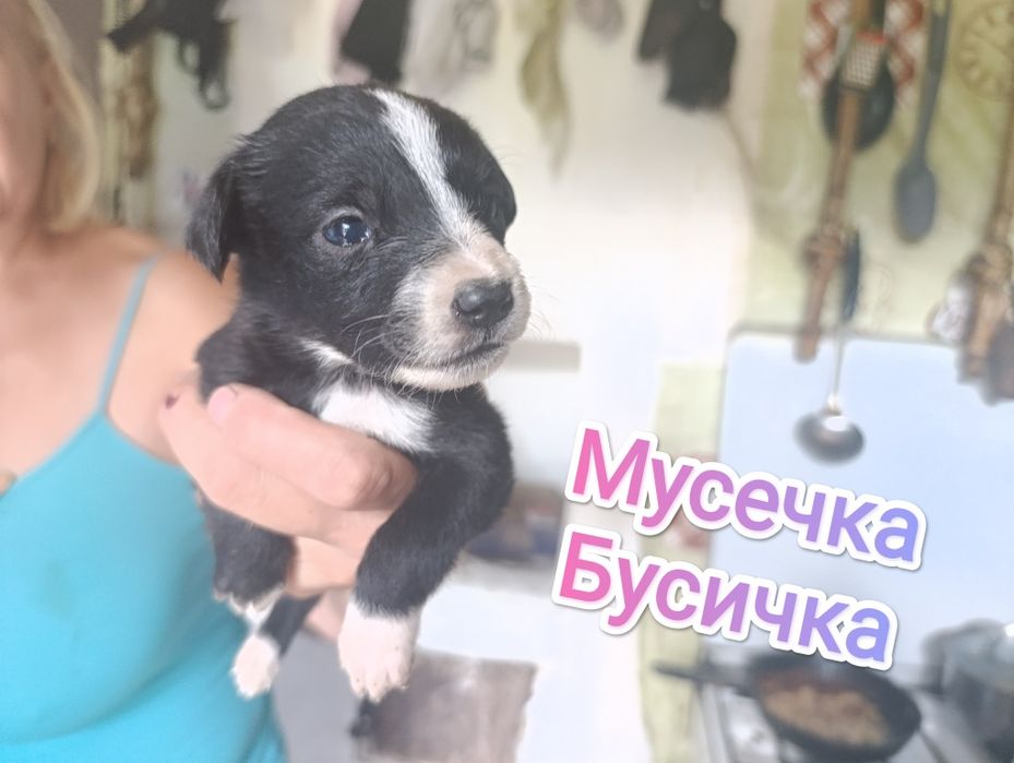 Щенки в хорошие руки .Срочно. Не проходите мимо.