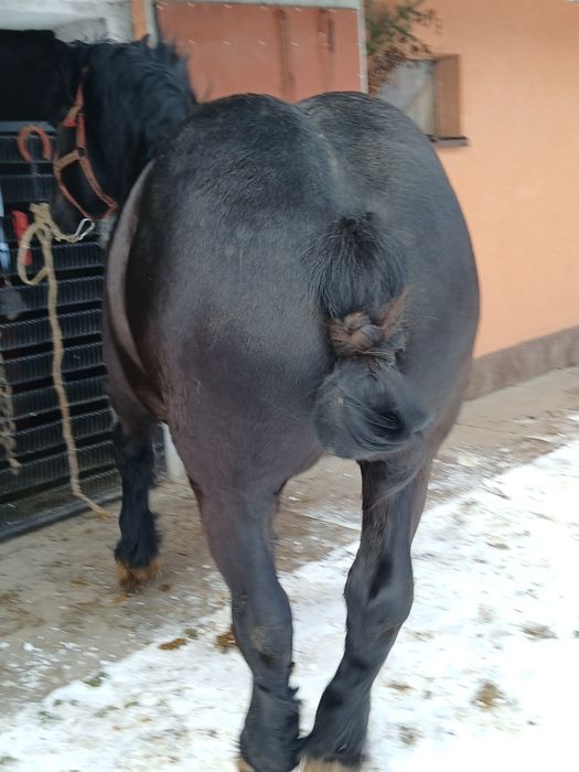 Sprzedam konia Sztum