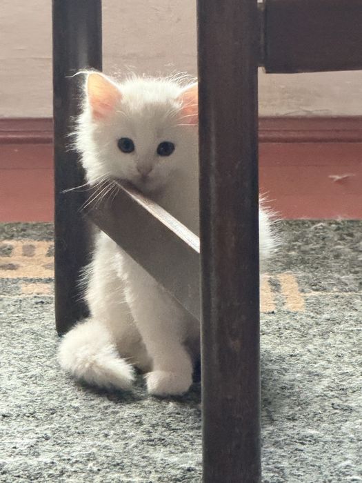 Сибірські кошенята ,пухнасті, білий окрас, 1,5 місяці