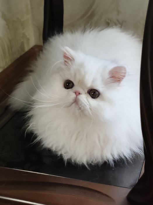 Персидський хлопчик