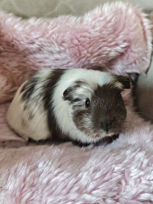 Świnka morska samica Magpie