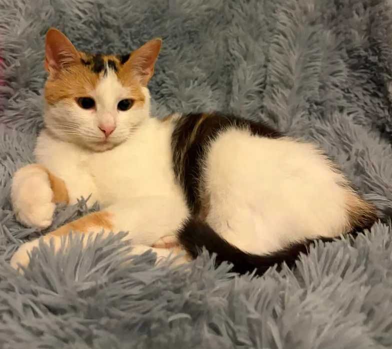 Cudna tricolorka Stella do adopcji