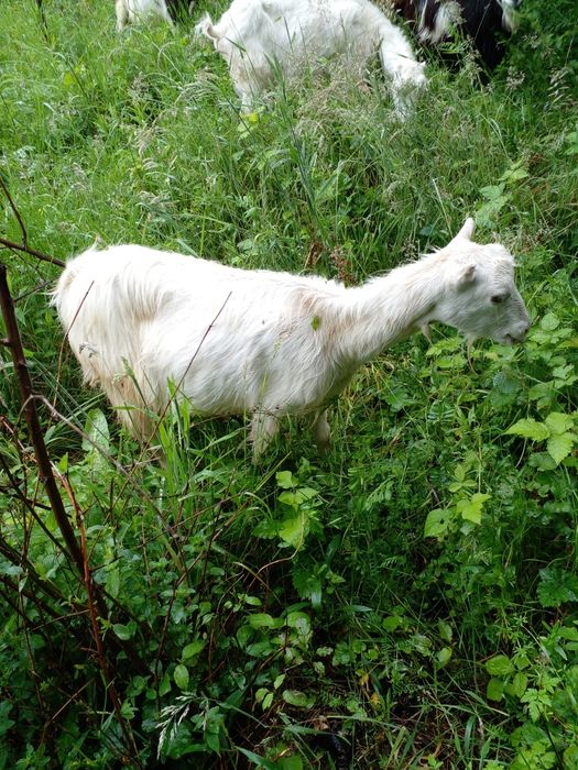 Козочки Закарпаття