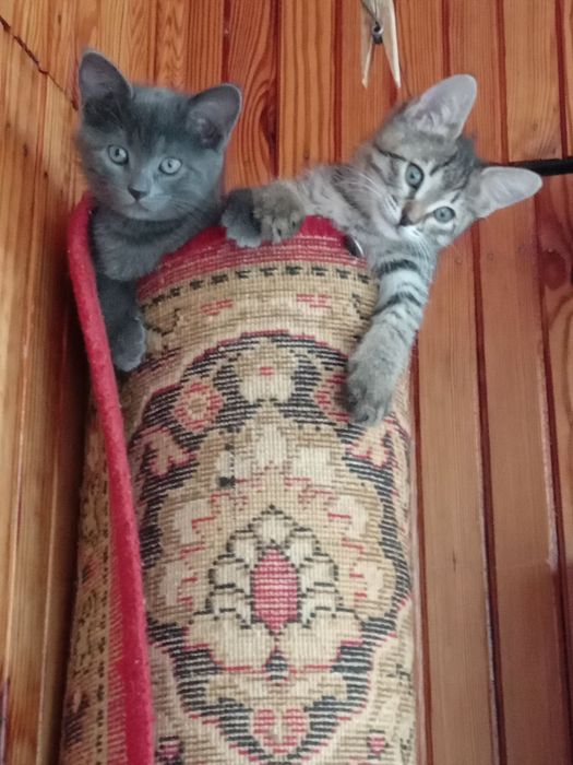 Маленька кошечка 2 міс