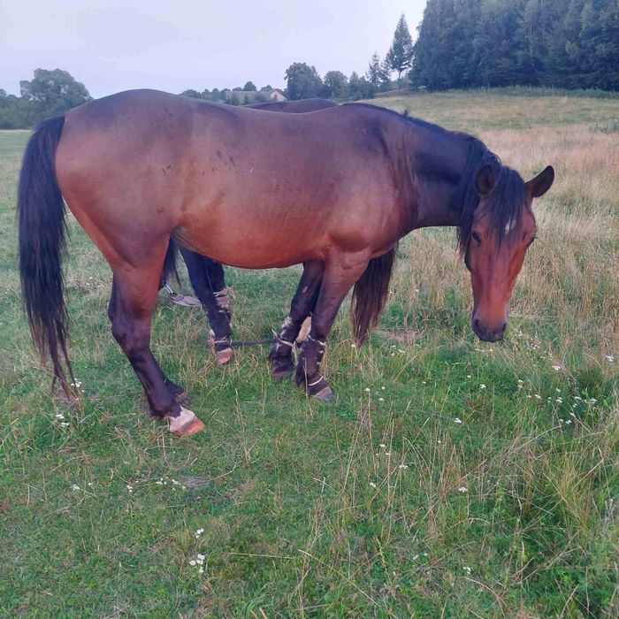 Продам молоді коні