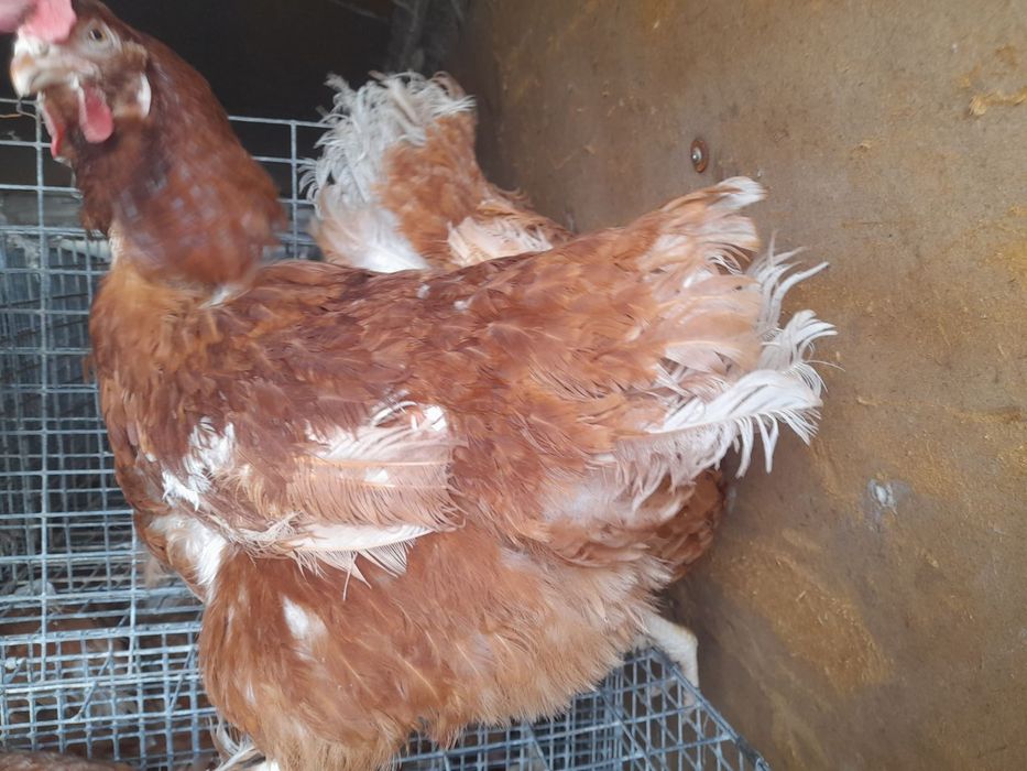 М'ясо яєчка,домінант курочка,ломан браун.