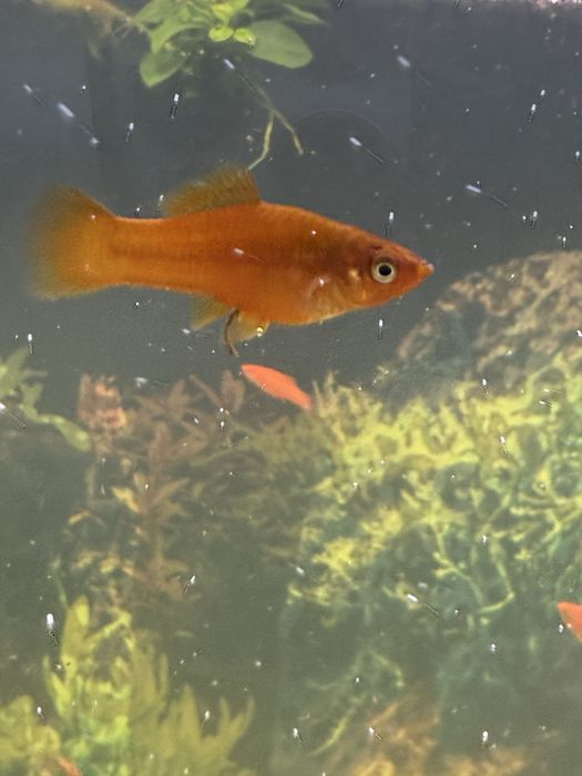 Mieczyk pomarańczowy/jabłkowy/berlinka