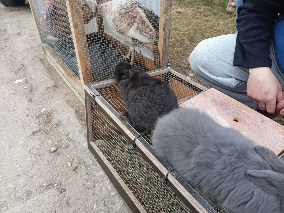 Króliki Wiedeńskie