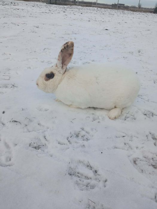 Sprzedam samca rex trójbarwny