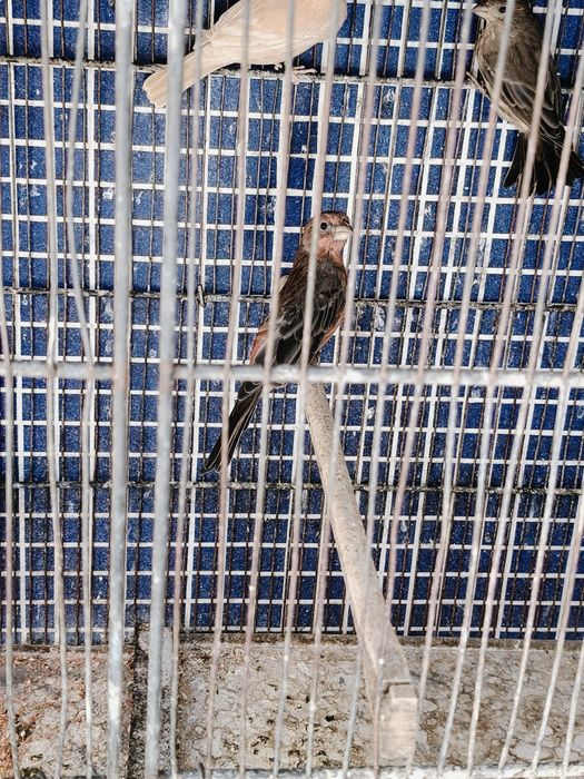 Carpodacus mexicano