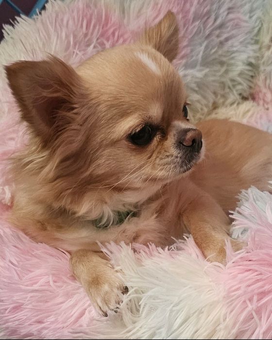 Śliczna czarna długowłosa Vanessa