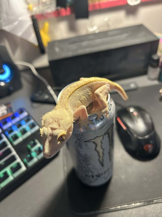 Gekony orzęsione 9szt