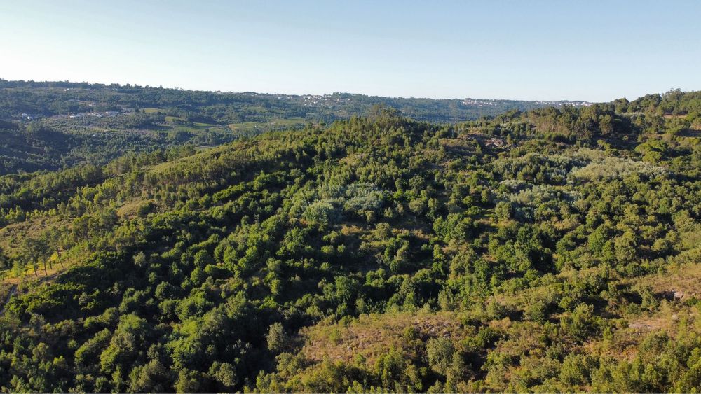 Terreno com 16 hectares para aviários, vinha ou paineis fotovoltaicos