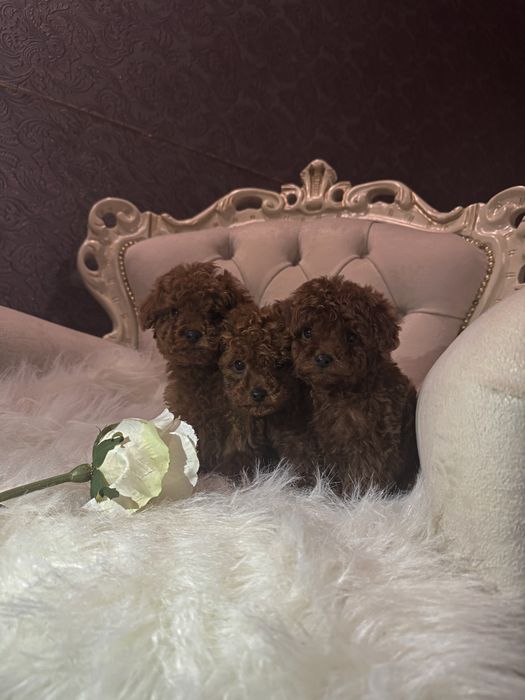 Той пудель щенки мальчики китай