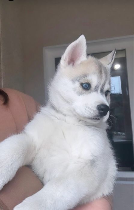 Мои разноглазые и голубоглазые хасчата