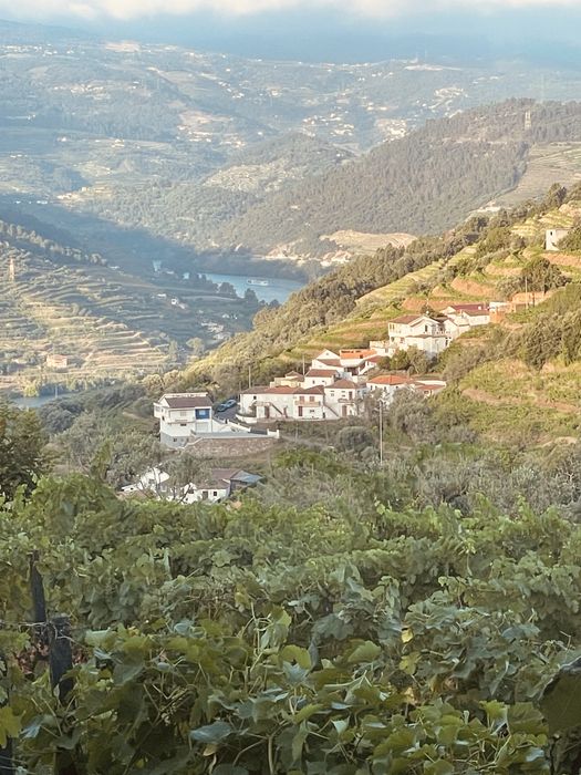 Quinta vinhateira com moradia e adega