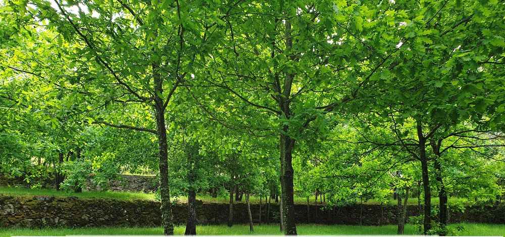 Seia - vendo/troco/permuto