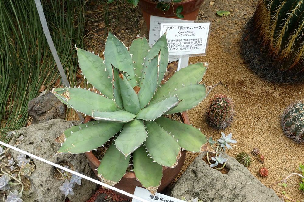 Agave titanota ‘Blue’ – niebieska agawa kolekcjonerska – 5 nasion