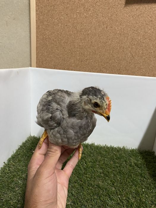 Pintos varias cores e idades