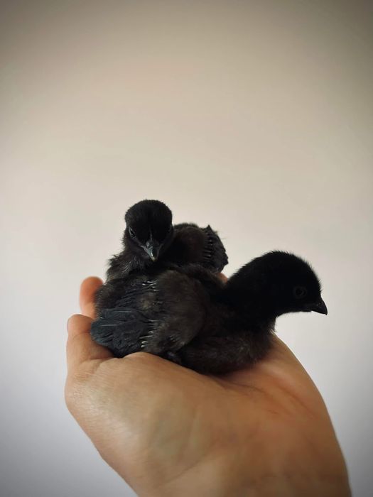 Sedosas do Japão e Ayam Cemani