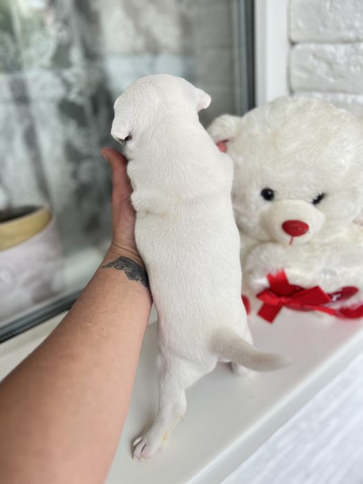 Джек рассел терьер ( хлопчик )