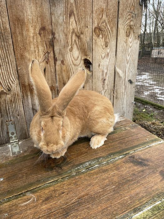Belgijski olbrzym żółty