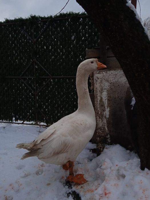 Гусь, гуси, гусак та гусиня породи Лінда