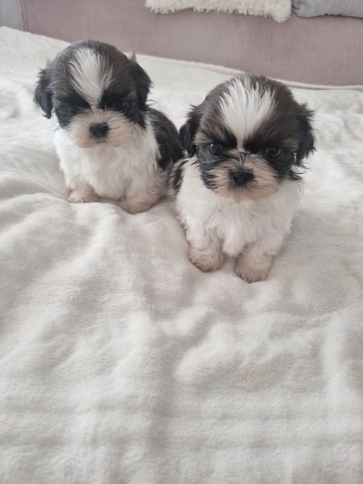 Ши-тцу дівчата міні