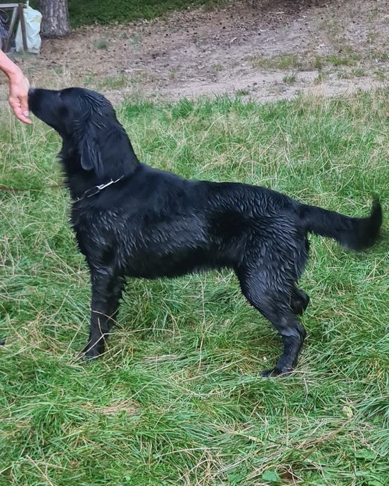 Flat Coated Retriever
