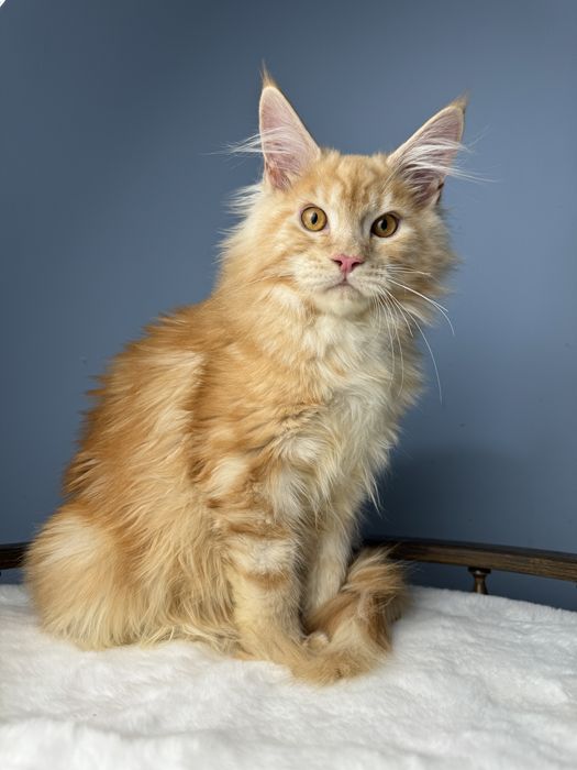 Рыжий мальчишка крупный 4  месяца мейн кун