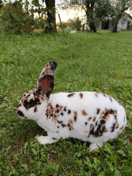 Króliki, rex trójbarwny