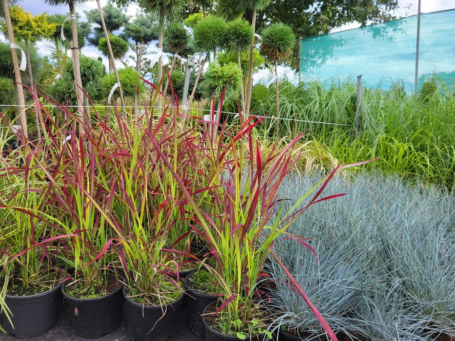 Katalpa, surmia, katalpy, drzewka ozdobne PROMOCJA