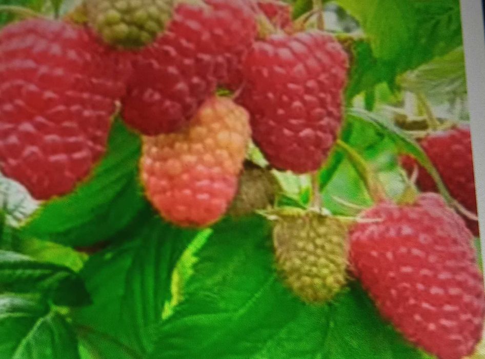 Sadzonki Mapeny jesiennej