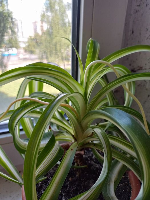 Денежное дерево(толстянка,черенки с корешками),хлорофитум.