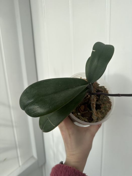 Паламос орхідея Palamos цвіте