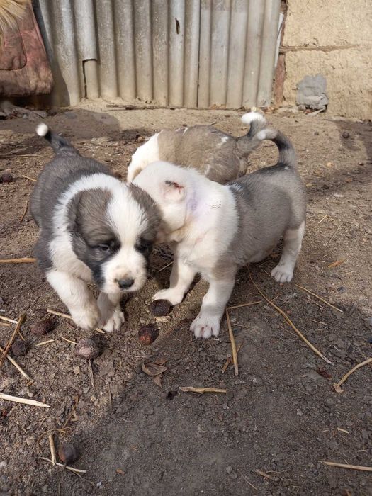 Щенки Алабая (месячные )